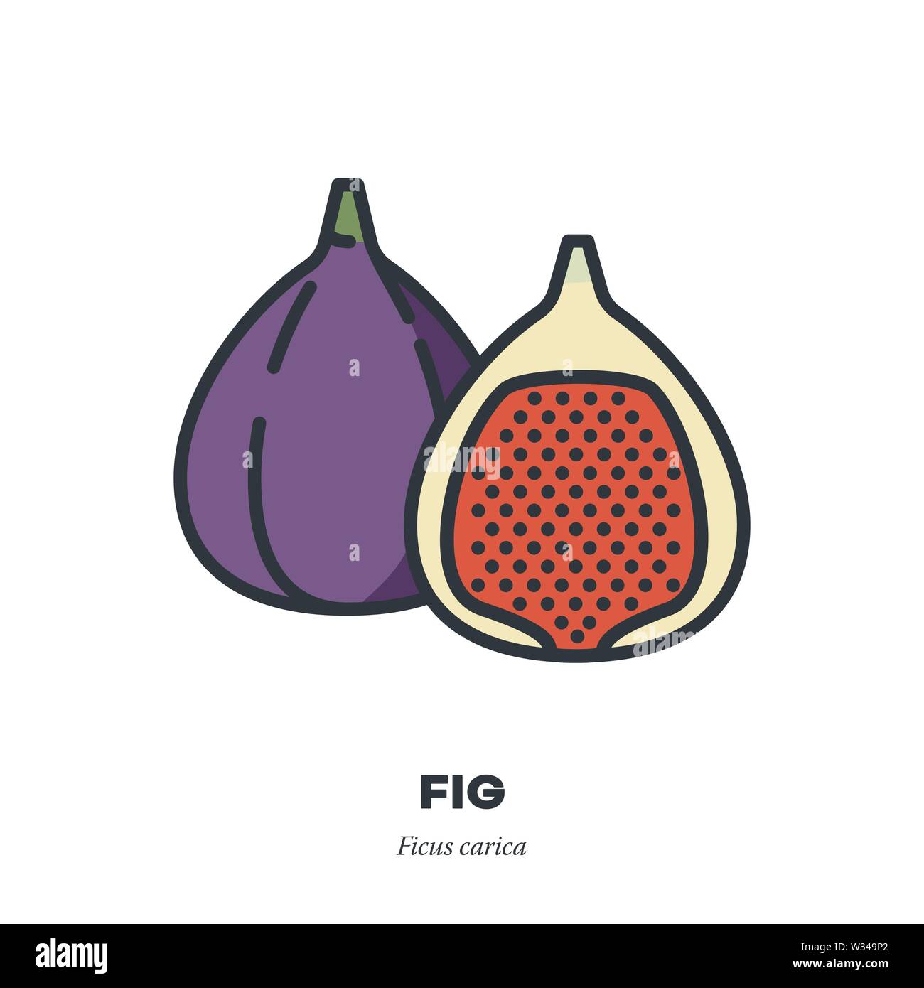 Fig fruit icon, outline with color fill style vector illustration