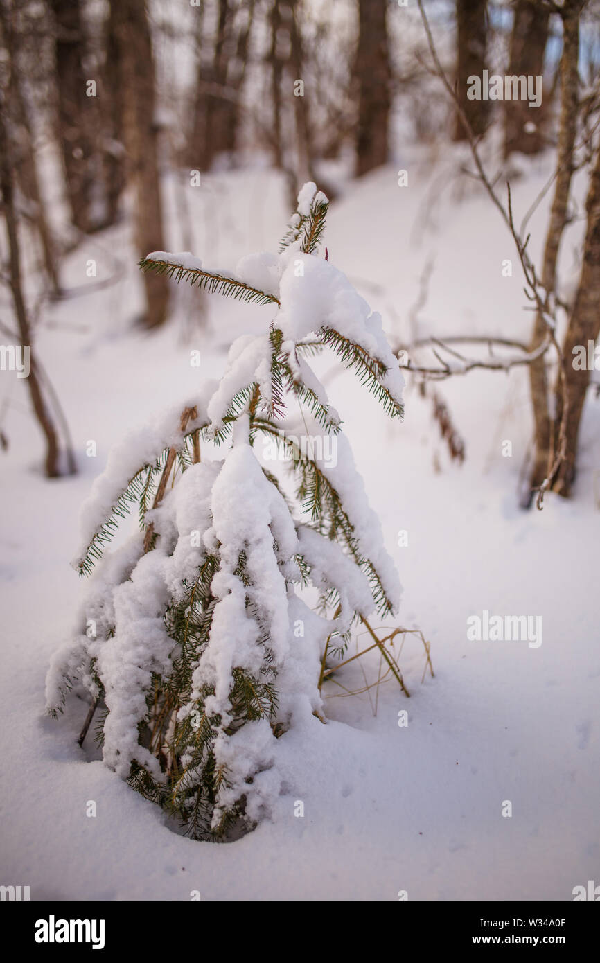 Picture of snowy landscape and tree Stock Photo - Alamy