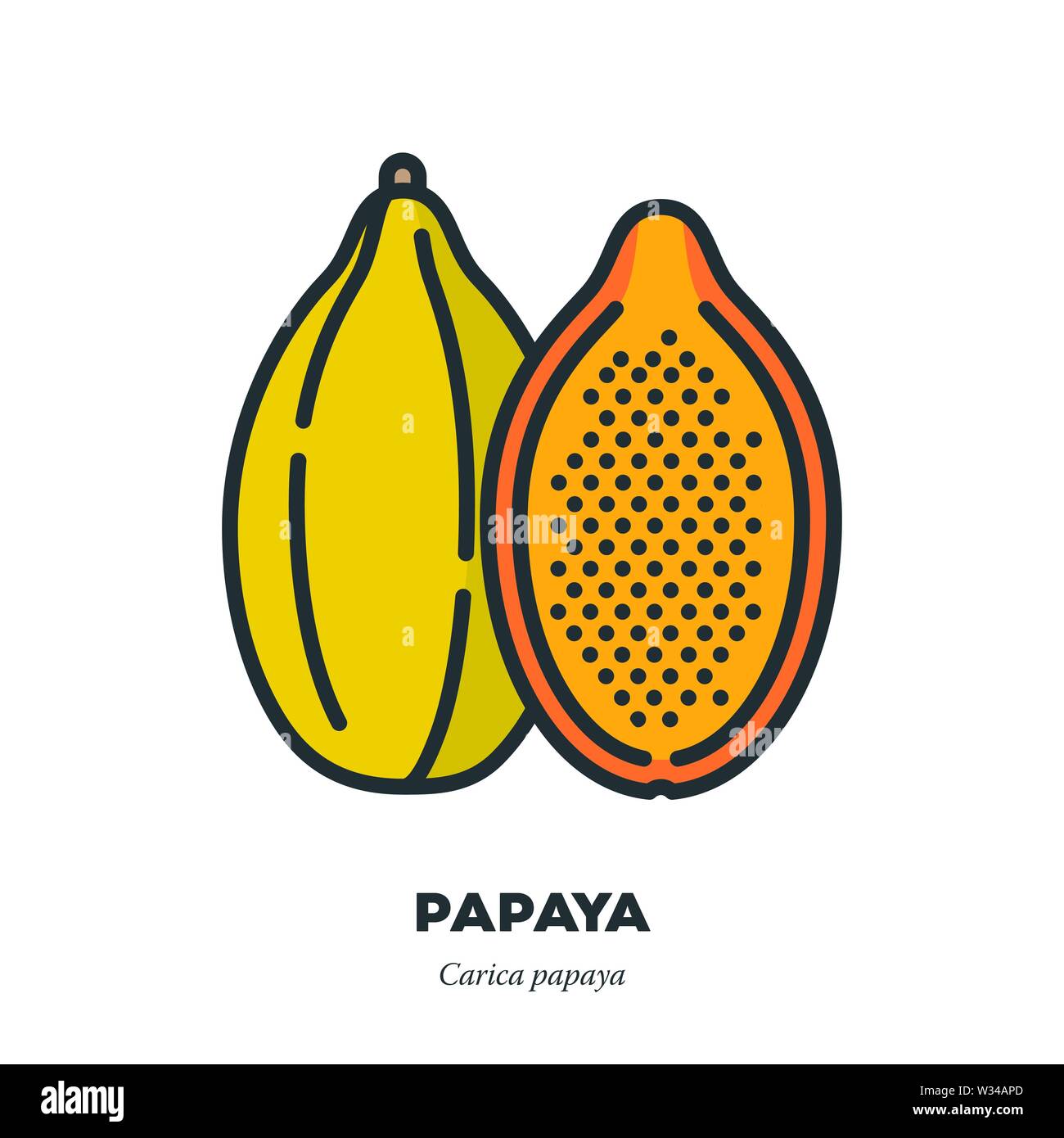 Papaya fruit icon, outline with color fill style vector illustration, whole and halved fruits