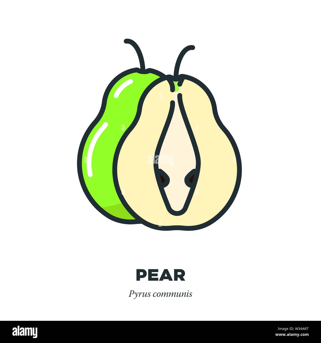 Pear Fruit Icon Outline With Color Fill Style Vector Illustration Whole Fruit And Cross Section Stock Vector Image Art Alamy