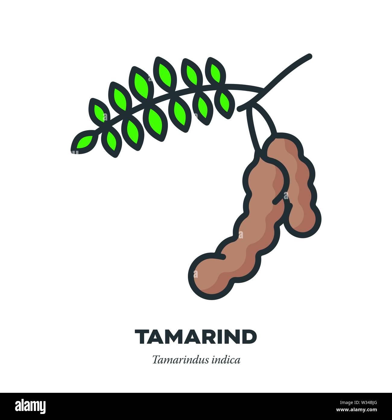Tamarind fruit icon, outline with color fill style vector illustration