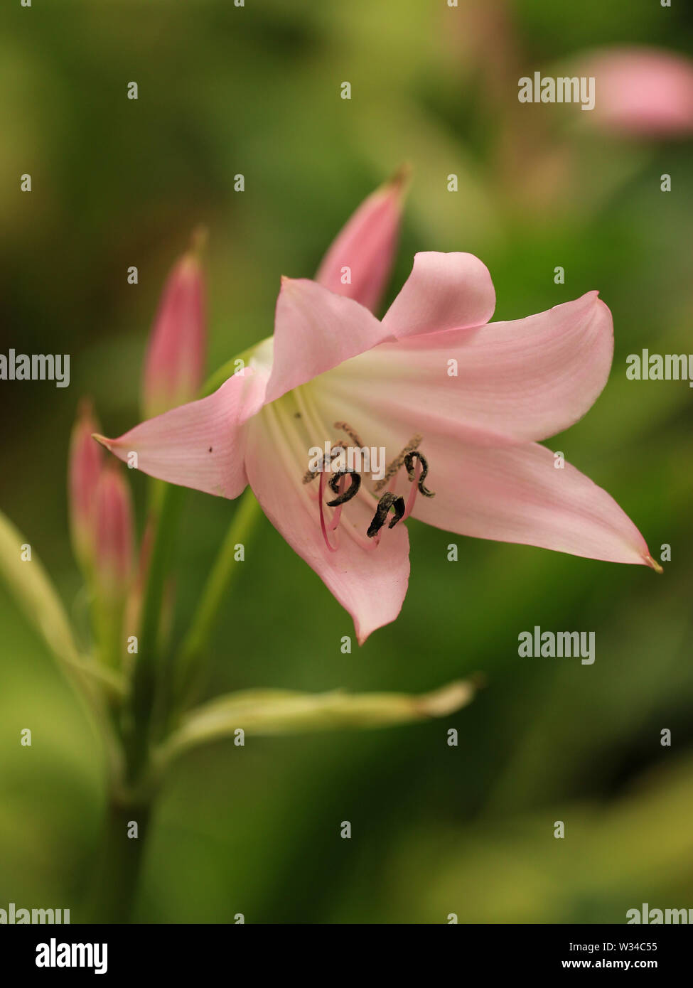 Beauty of nature - flower of Crinum sp. plant in a botanical garden Stock Photo