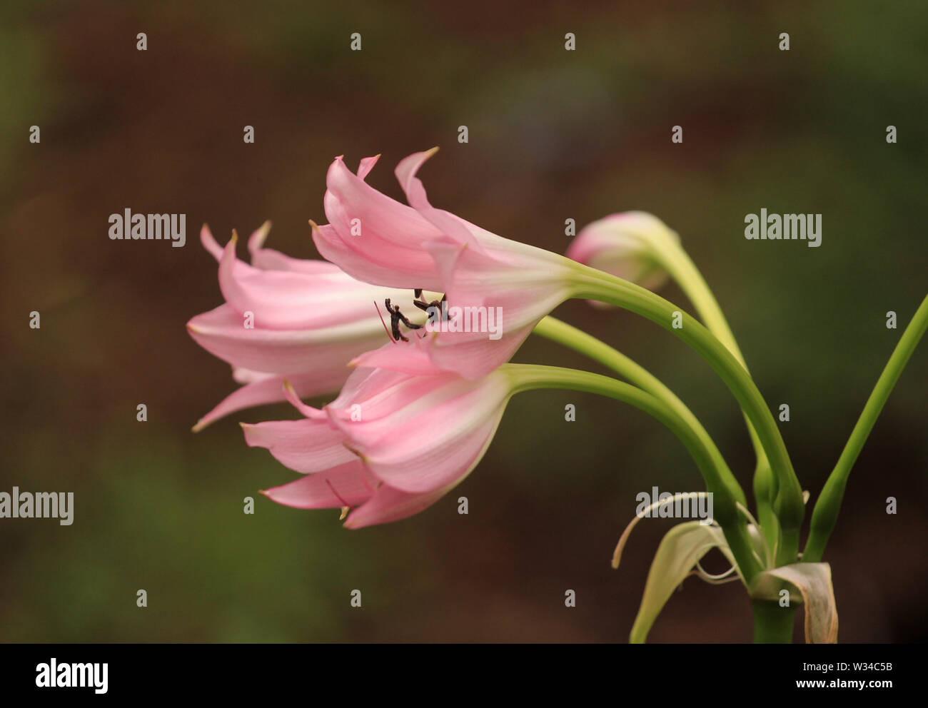 Flowers of Crinum sp. plant in a botanical garden Stock Photo