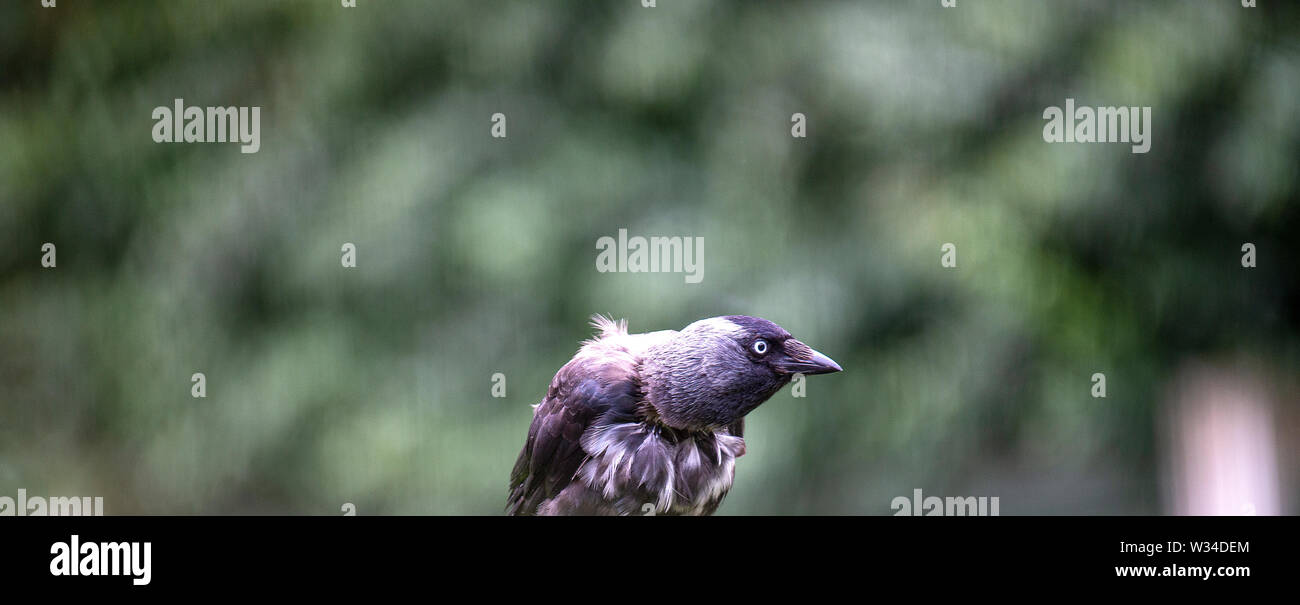 A Slightly Albino Looking Jackdaw Looking Alert and Feeding in a Garden in Alsager Cheshire England United Kingdom UK Stock Photo