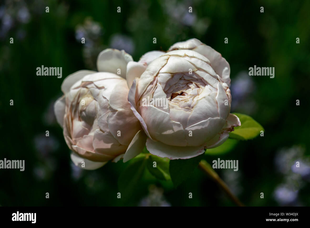 Colourful Close Up Of Two White Rose Flower Heads Of The English Charles Darwin Rose With Bokeh Background And Detailed Petals Stock Photo Alamy