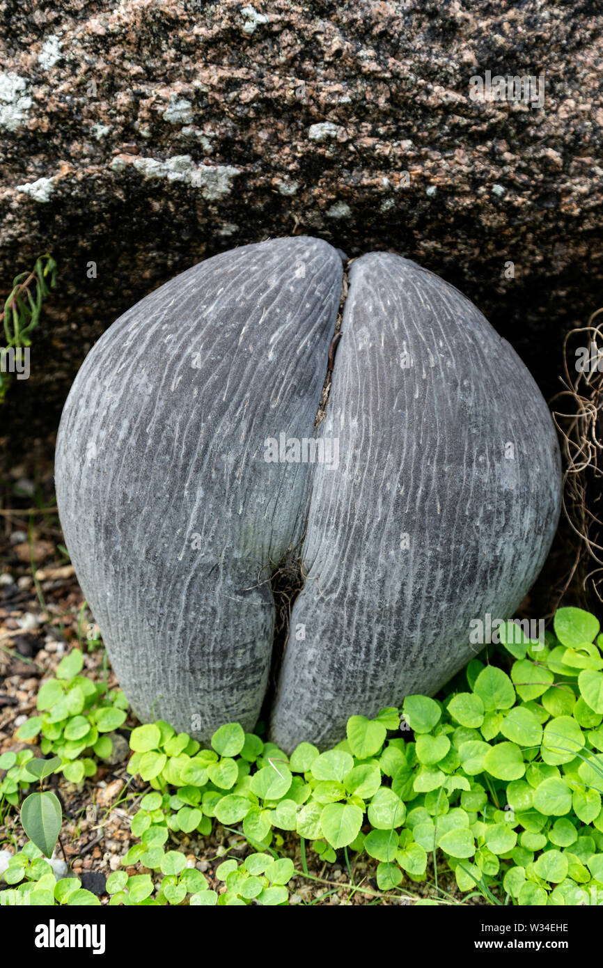 Coco de mer seeds of Seychelles palm Stock Photo