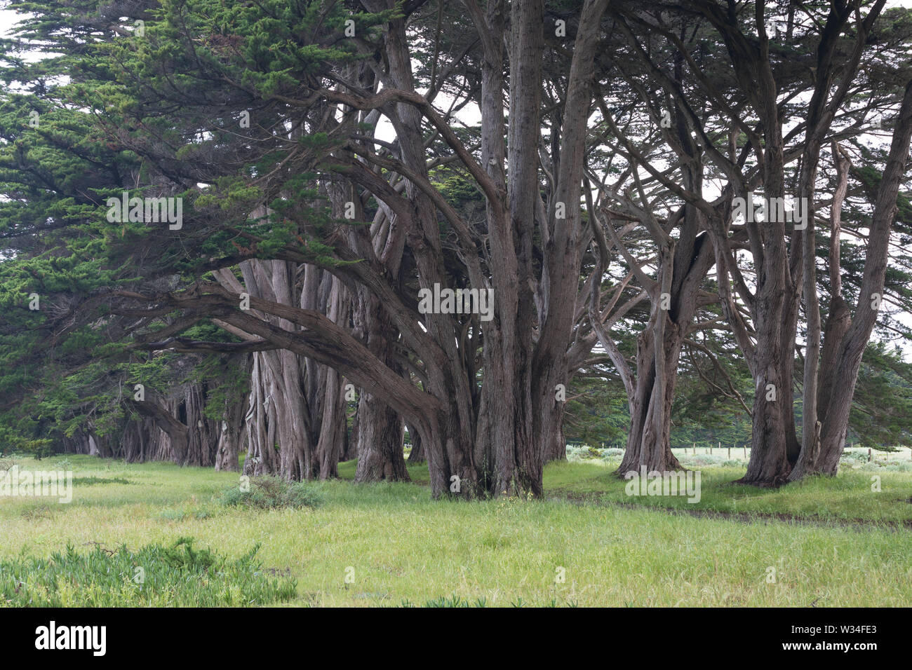 Point Rays Trees Cypress tree tunnel in point reyes national seashore hi-res stock ...