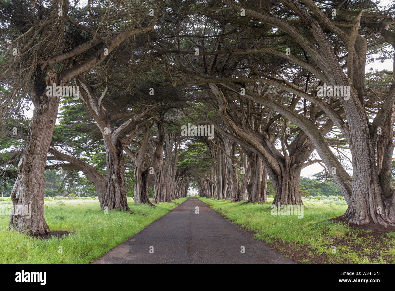 Point Rays Trees Cypress tree tunnel in point reyes national seashore hi-res stock ...