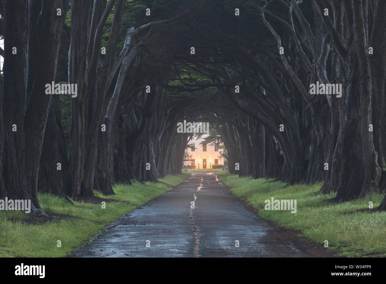 Point Rays Trees Cypress tree tunnel in point reyes national seashore hi-res stock ...