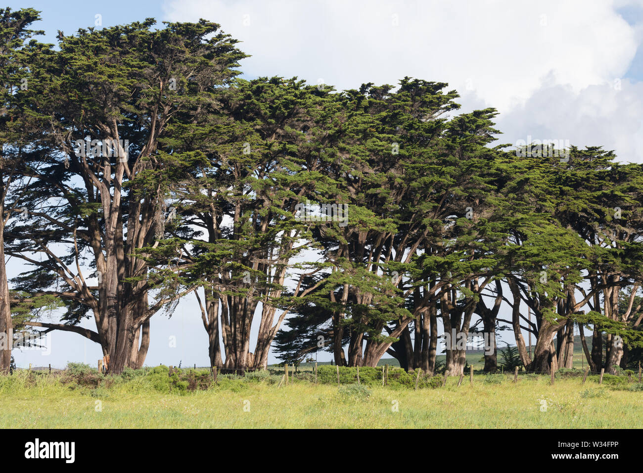 Point Rays Trees Cypress tree tunnel in point reyes national seashore hi-res stock ...