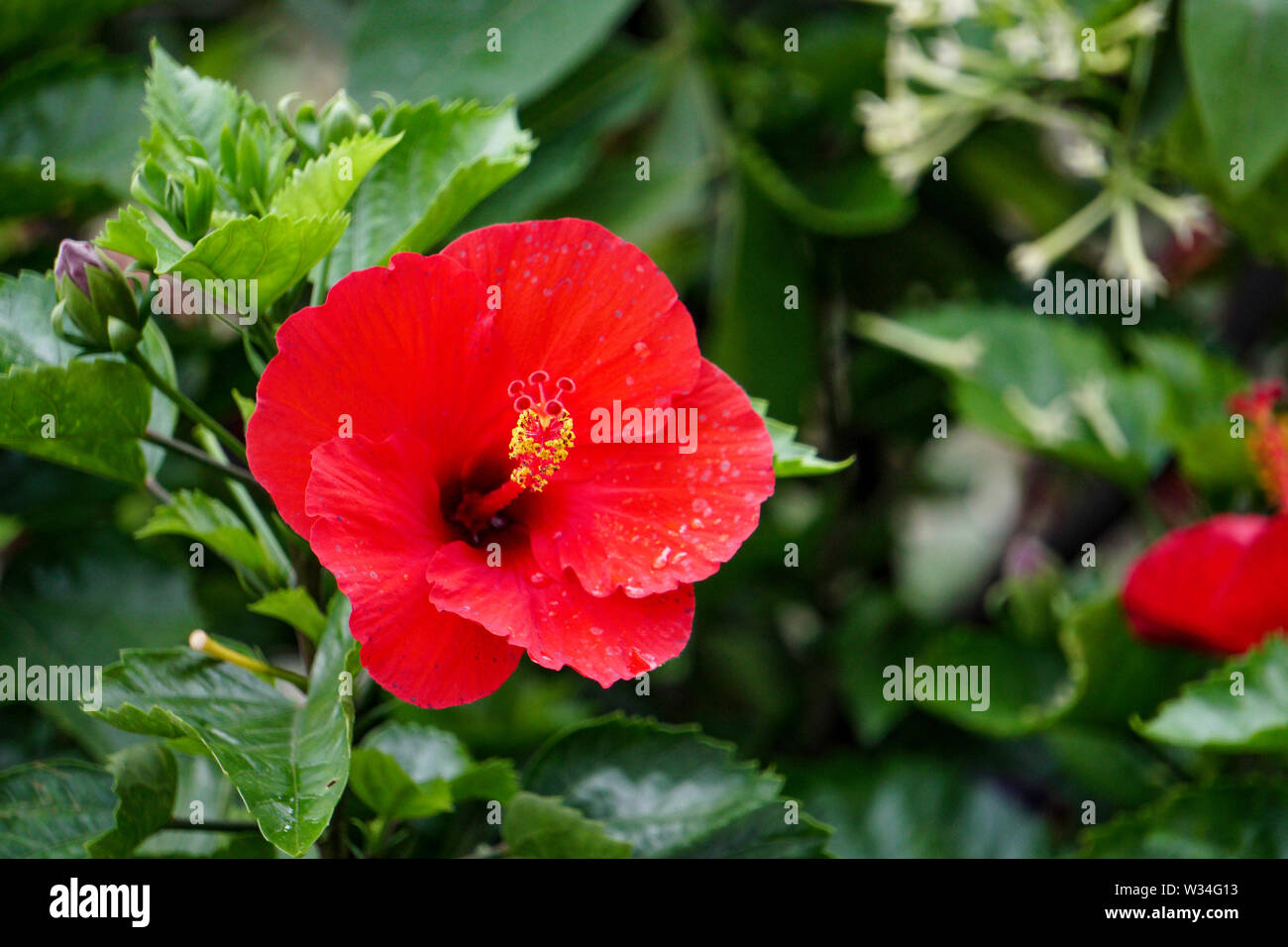 Red Hibiscus flower plant on the rooftop garden Stock Photo