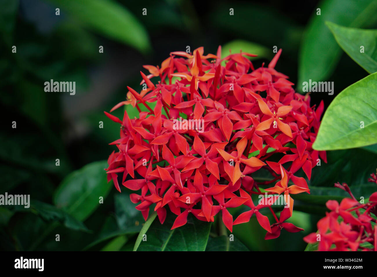 Red HD image flower plant on the rooftop garden Stock Photo