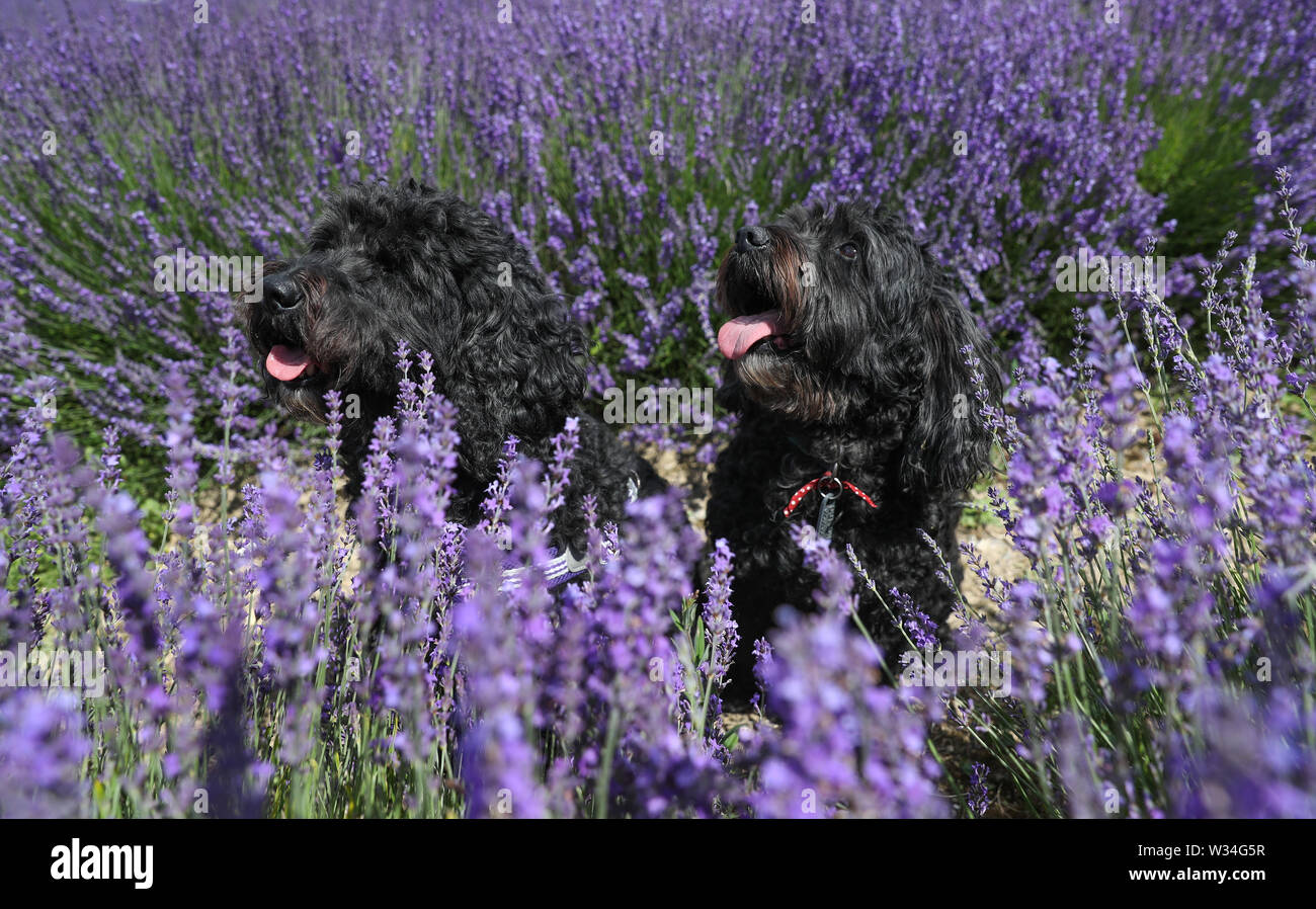 Cockapoo Righting Cockapoos High Resolution Stock Photography and Images - Alamy