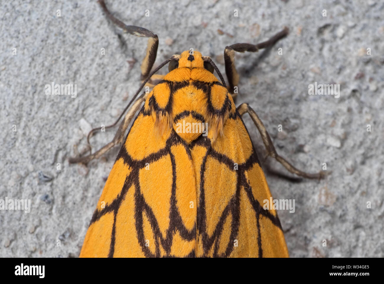 Macro Photography of Yellow Moth on Gray Wall Stock Photo