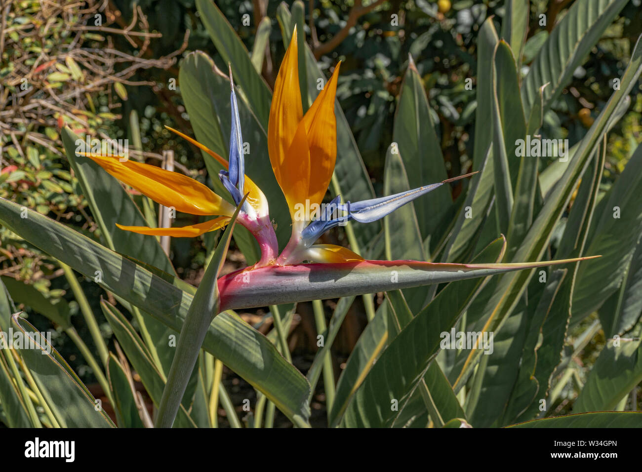 Bird of Paradise flower image taken in a garden setting against a leafy green background Stock Photo