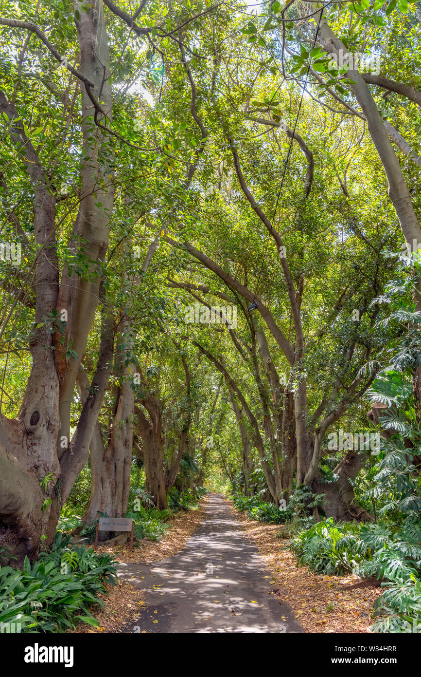 Adelaide Botanic Garden, Adelaide, South Australia, Australia Stock Photo