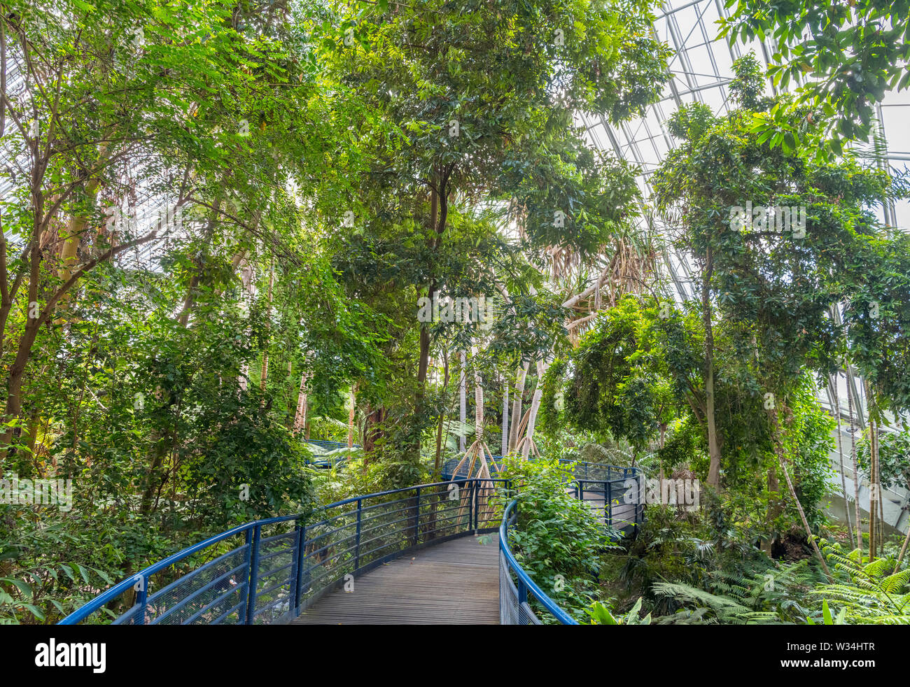 Interior of the Bicentennial Conservatory, Adelaide Botanic Garden, Adelaide, South Australia, Australia Stock Photo