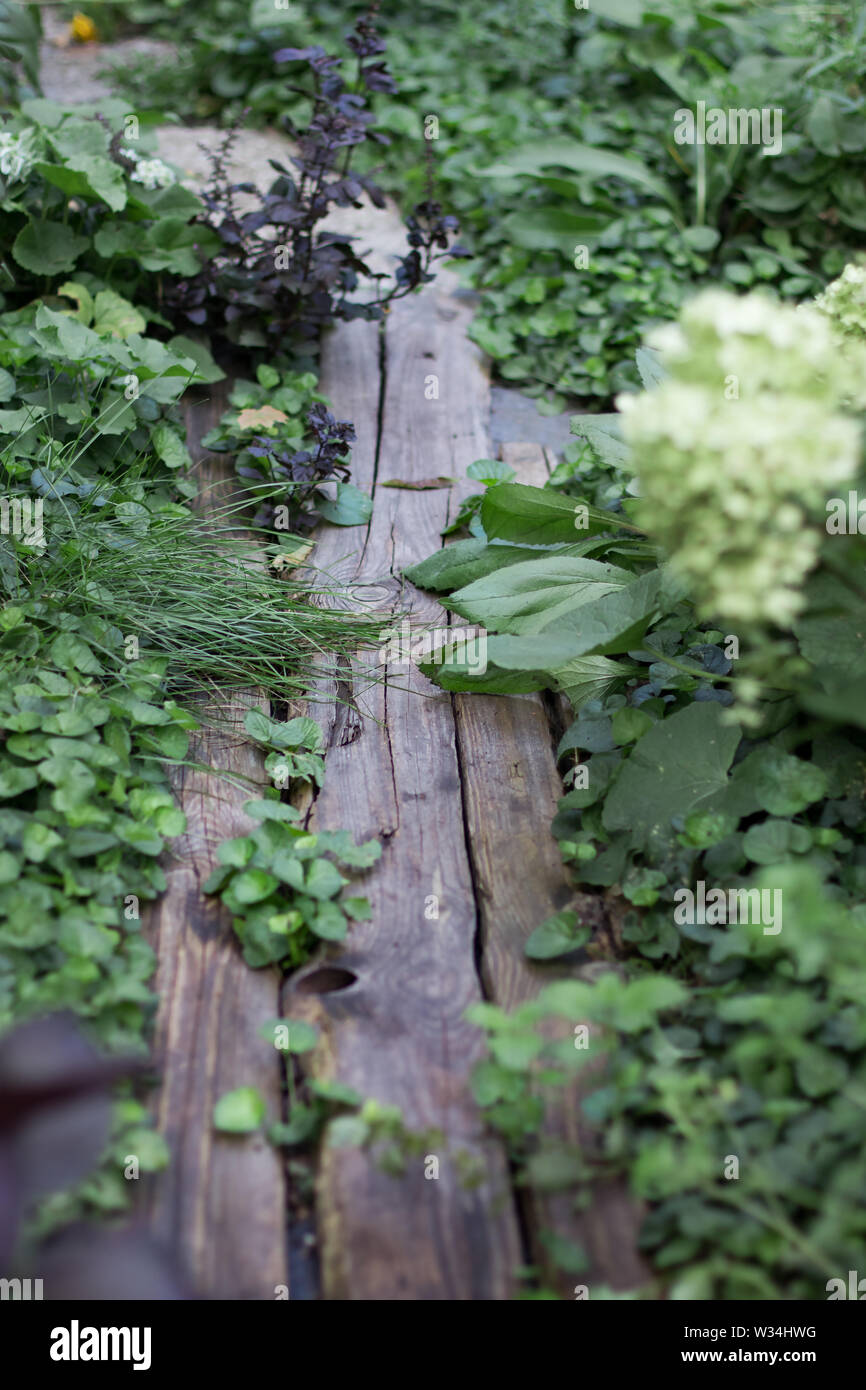 Mysterious secluded path from old wooden planks in a garden among flowers and grasses Stock Photo