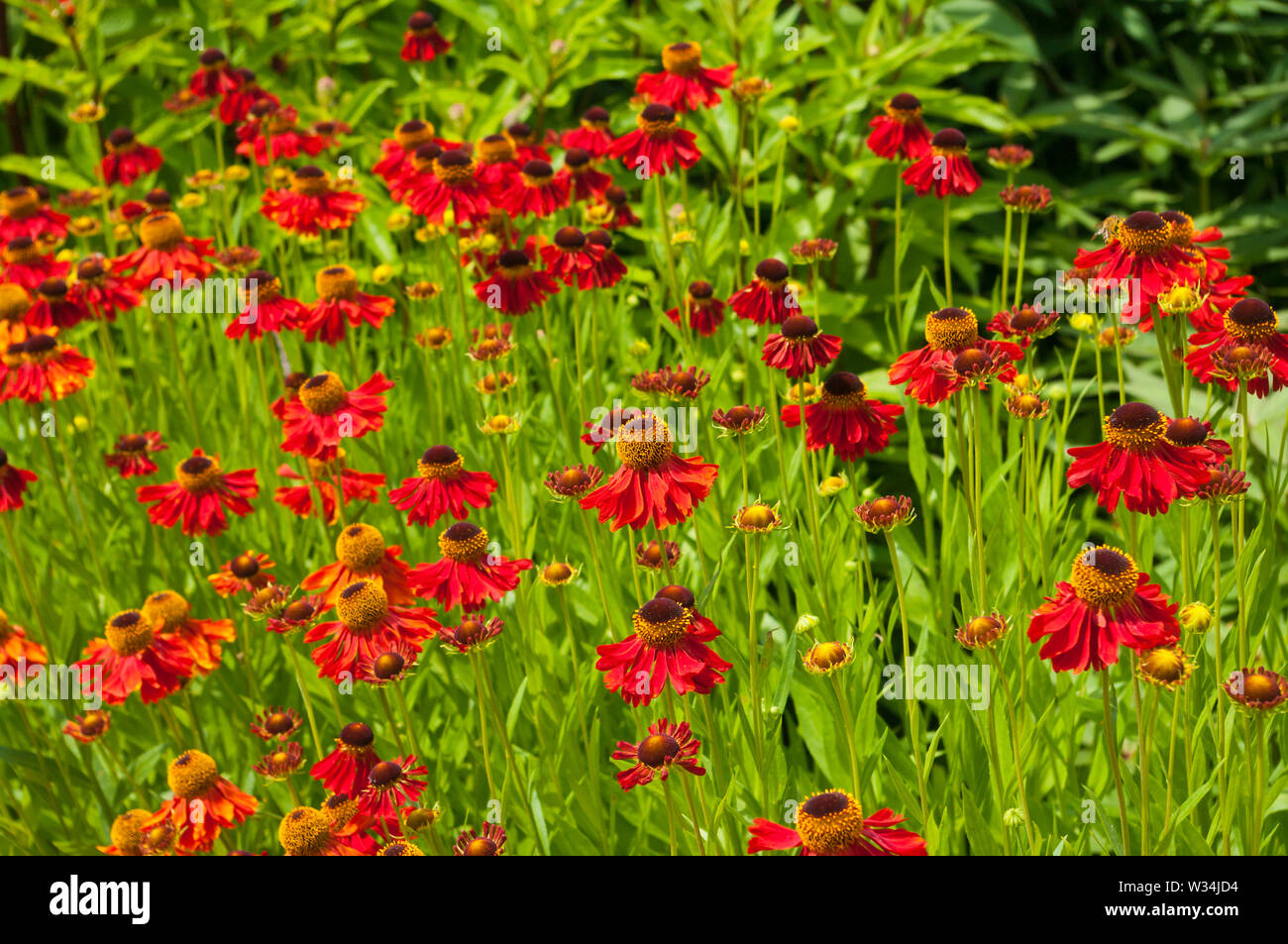 Helenium Moerheim Beauty or called Common Sneezeweed or False Sunflower or Helen's Flower or Yellow Star Stock Photo