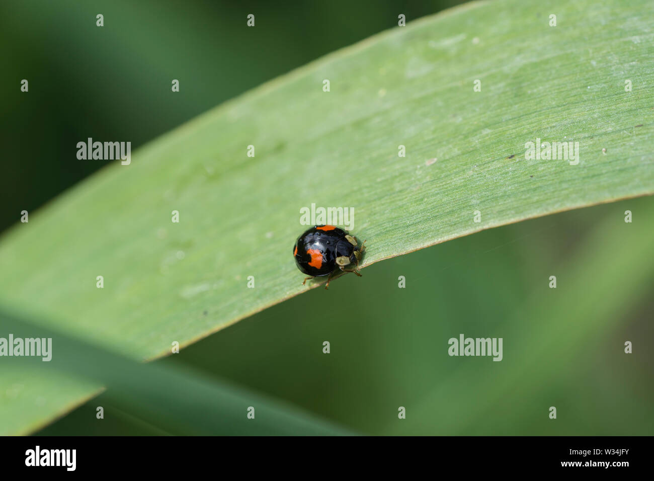 Red ladybird black spots hires stock photography and images Alamy