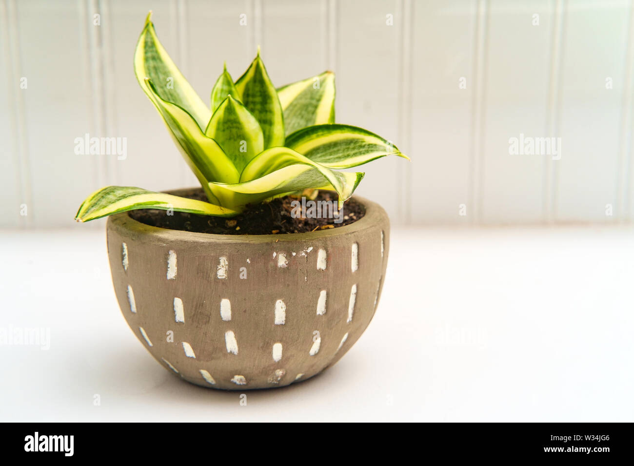 Decorative green Hosta houseplant with stone pot Stock Photo Alamy