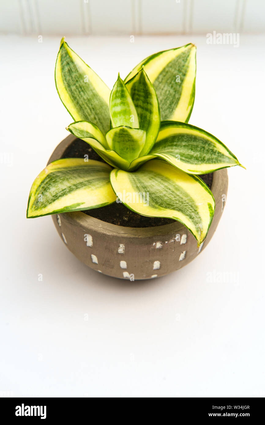 Decorative green Hosta houseplant with stone pot Stock Photo
