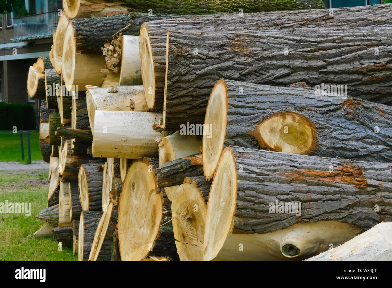 cut down lumber stacked on each other Stock Photo