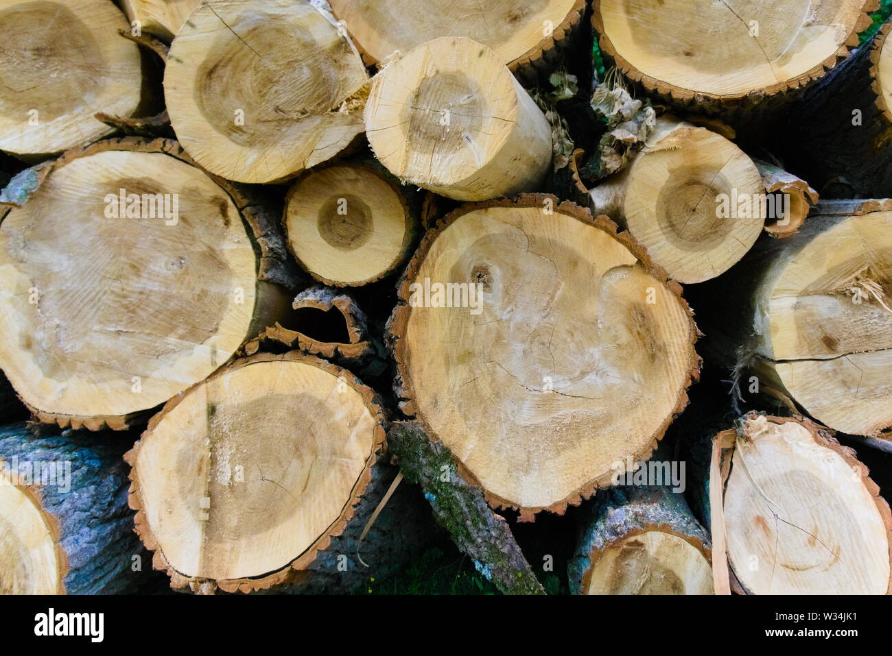 cut down lumber stacked on each other Stock Photo