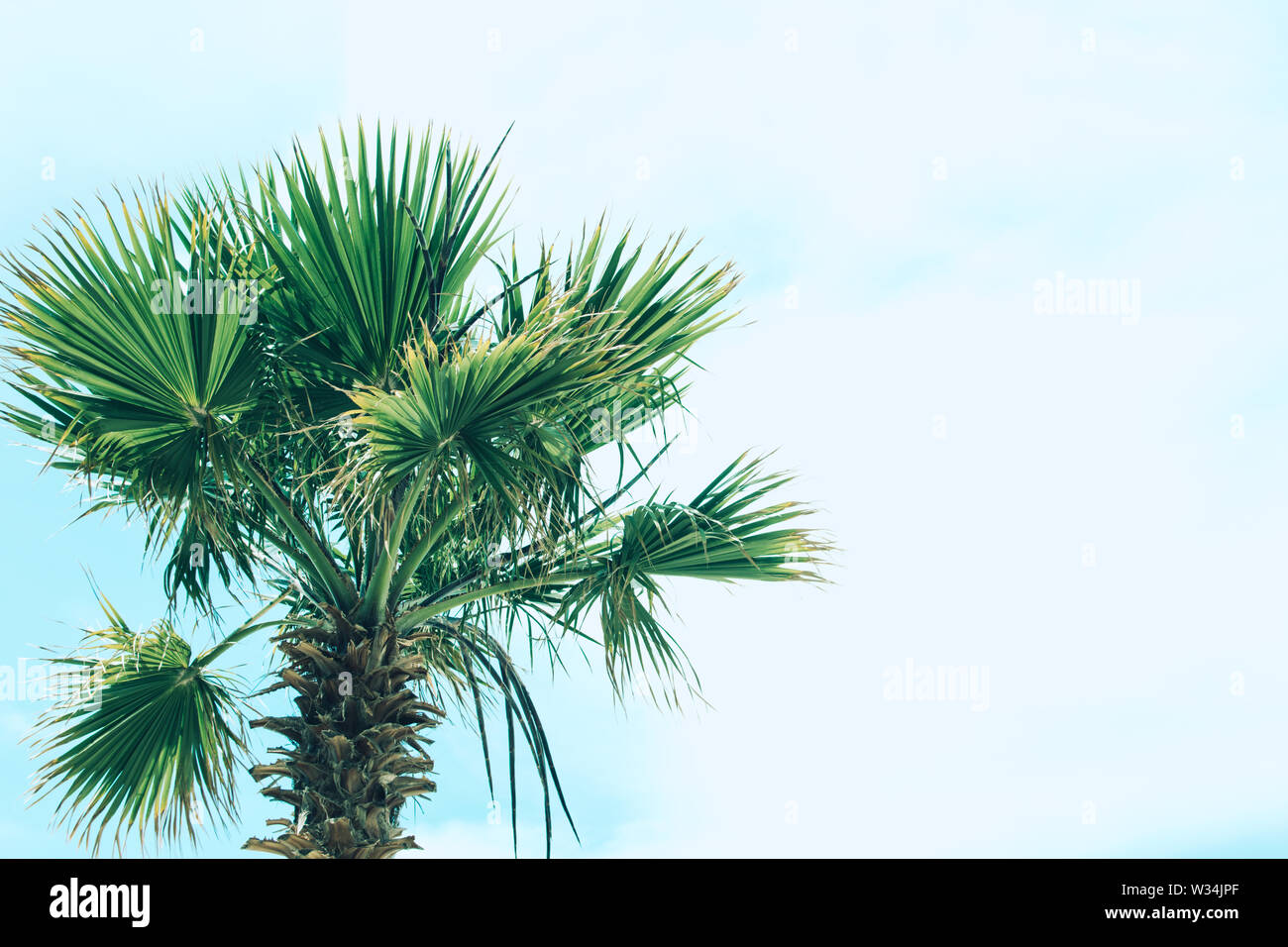 Green foliage of tall palm trees on background of the sky. Livistona Rotundifolia or fan palm. Place for text. Stock Photo
