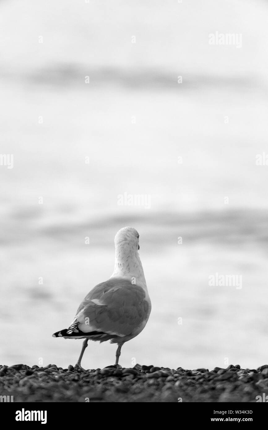 Seagull poster portrait and picture Black and White Stock Photos