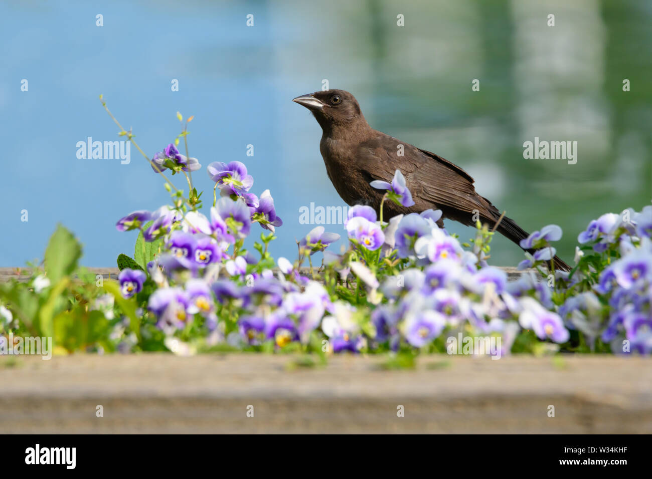 A juvenile Common Grackle strolls along a flower bed filled with pansies at Ashbridges Bay Park in Toronto, Ontario, Canada. Stock Photo