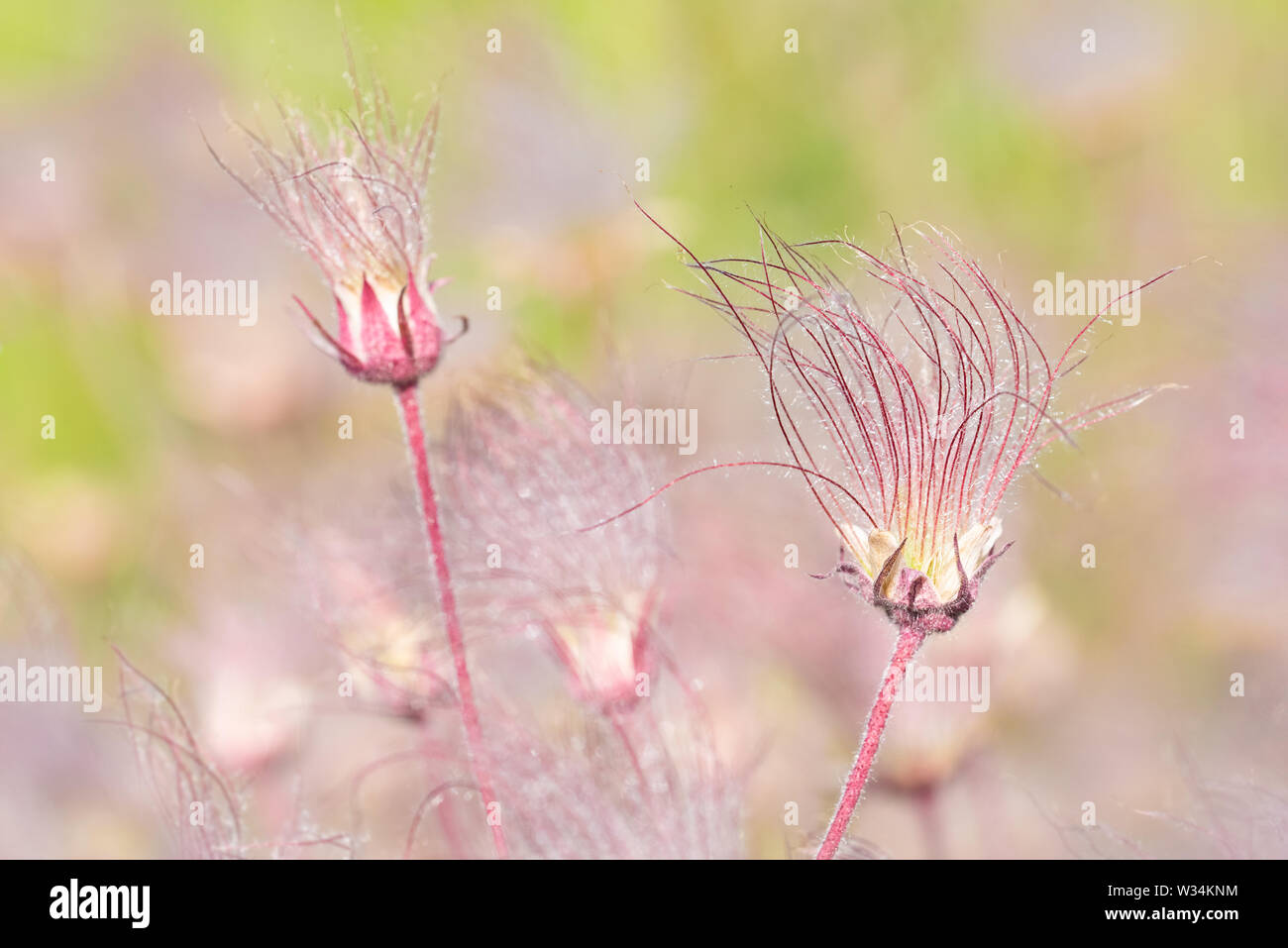 Prairie Smoke wildflowers blowing in the wind at Carden Alvar Provincial Park in the Kawartha Lakes region of Ontario, Canada. Stock Photo