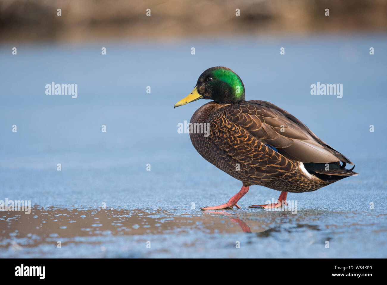 An American Black Duck x Mallard hybrid wades in the not-yet-frozen water at Humber Bay in Toronto, Ontario. Stock Photo