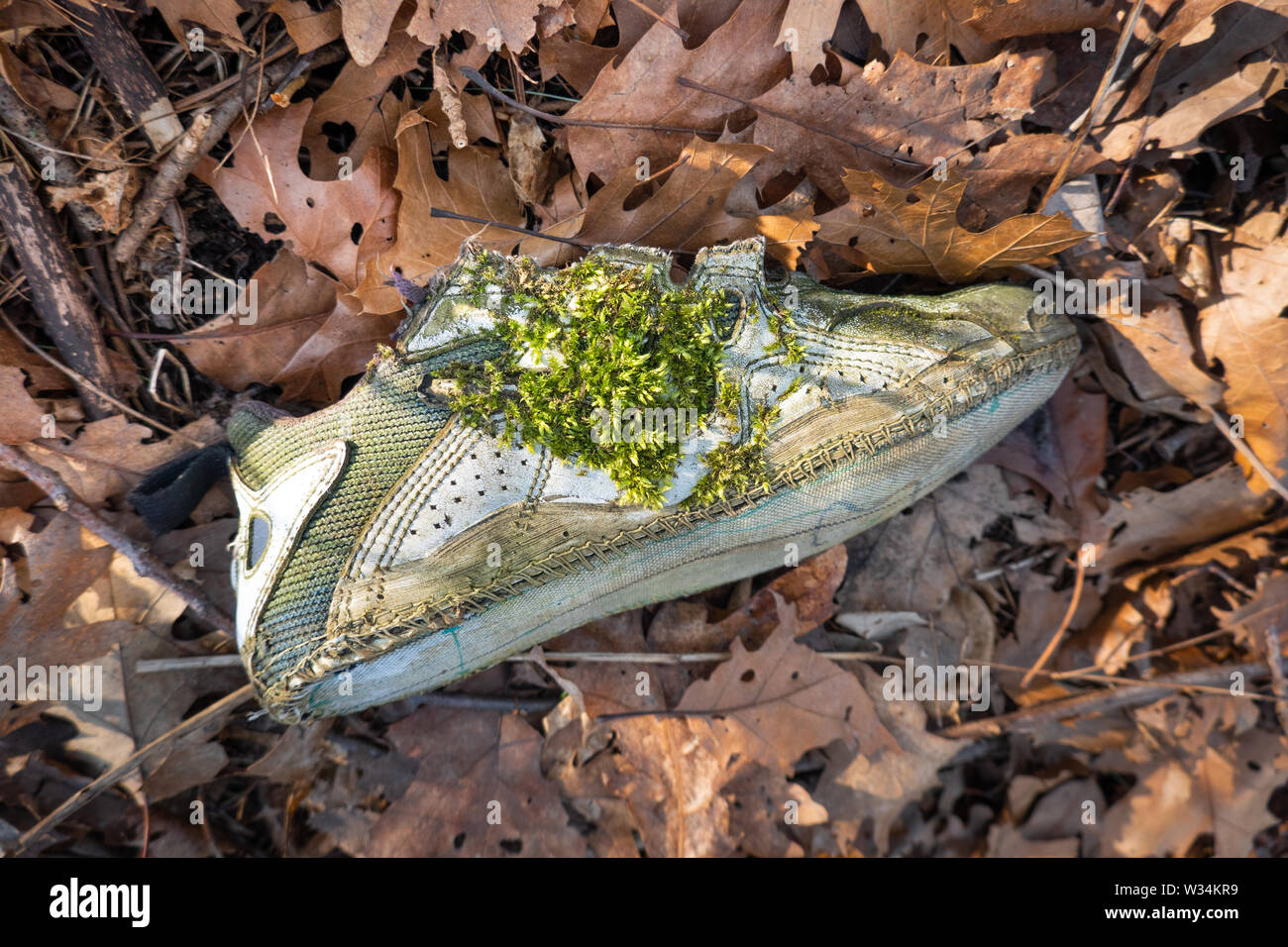 A lost, worn-out running shoe becomes a home for moss in the forests of Toronto, Ontario's popular High Park. Stock Photo