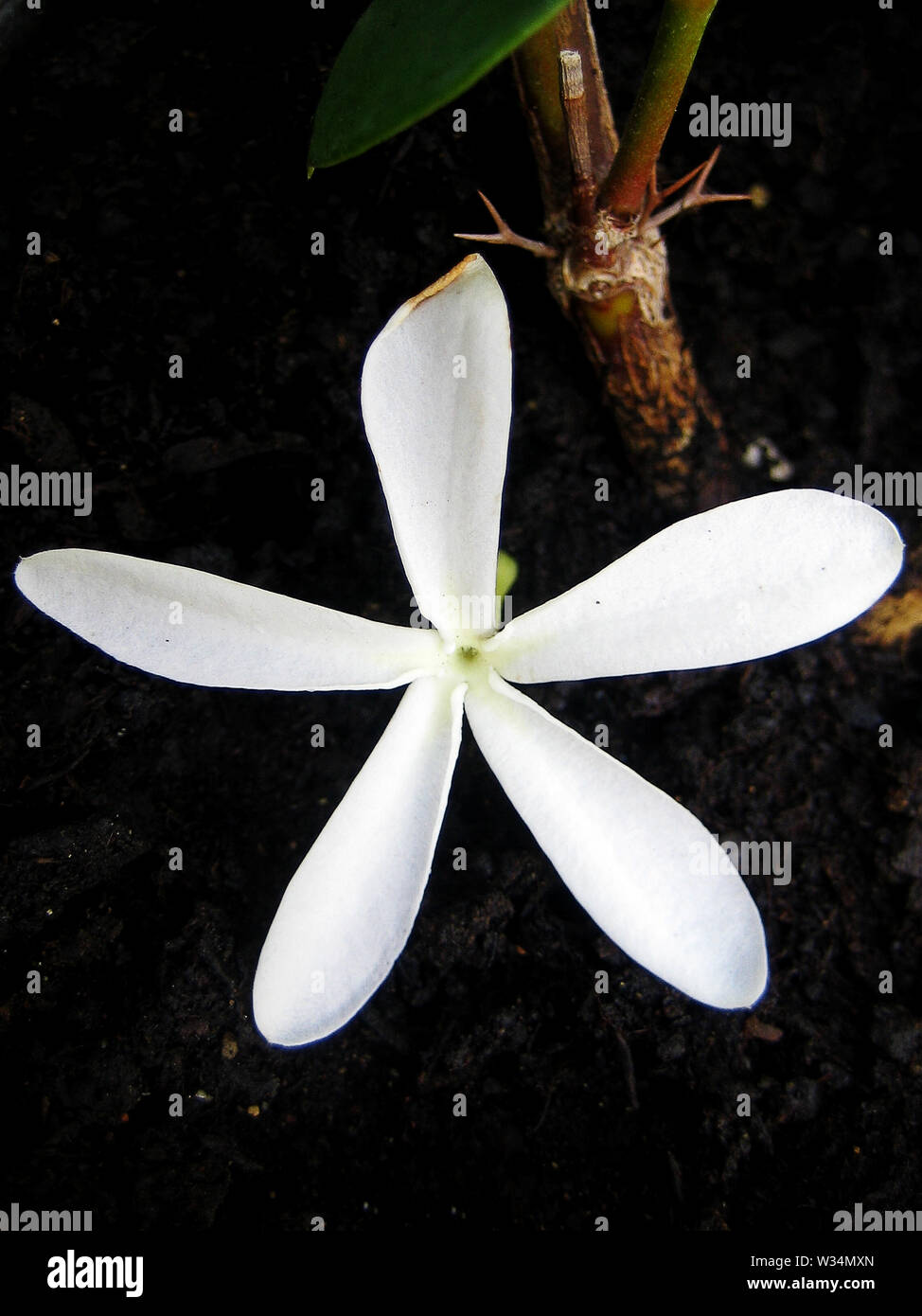 Carissa macro flower apocynaceae family background wallpaper fine art