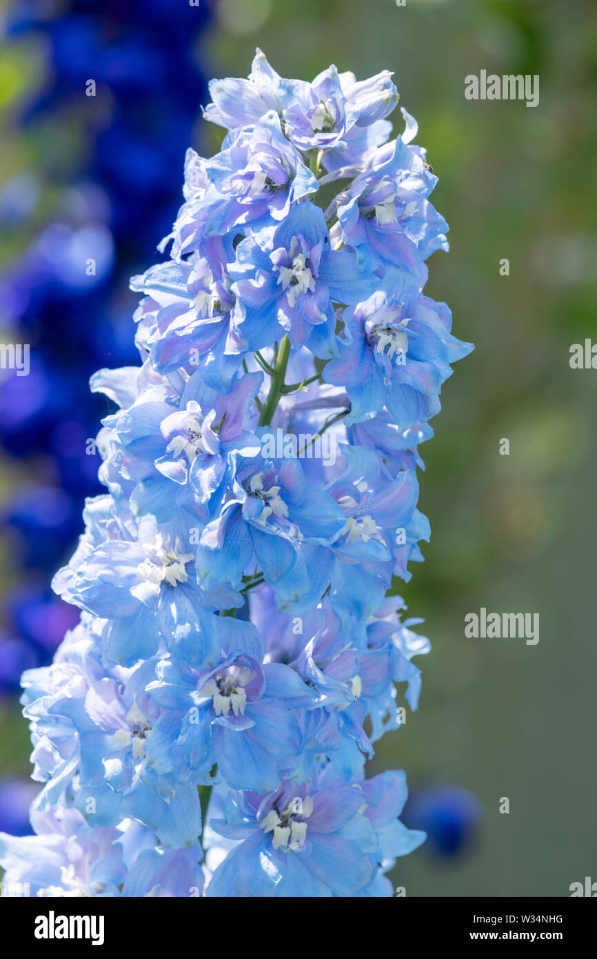Tall spike of a beautiful light blue Delphinium flower Stock Photo