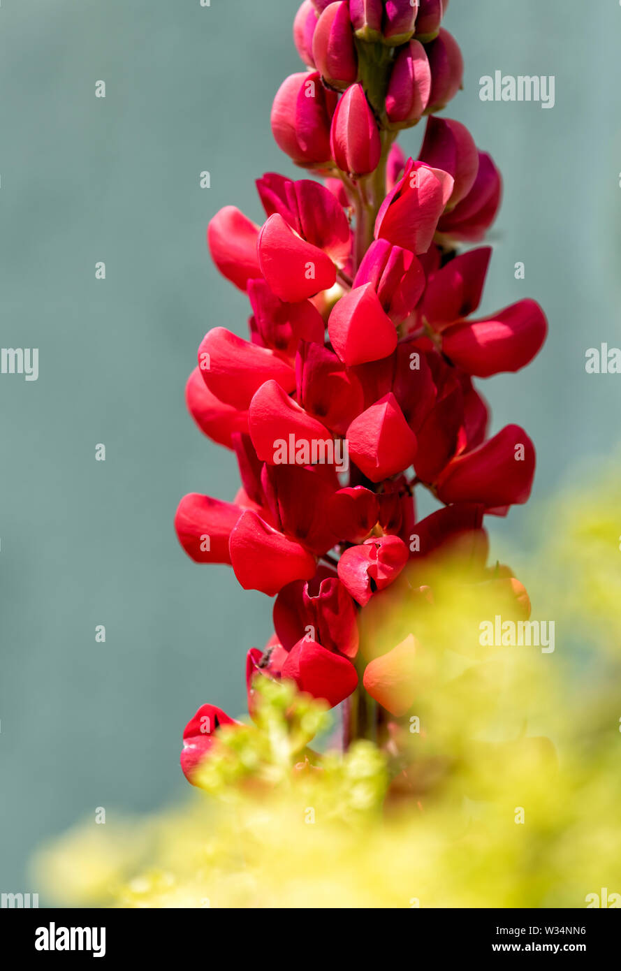 Red Lupin flower in full bloom Stock Photo