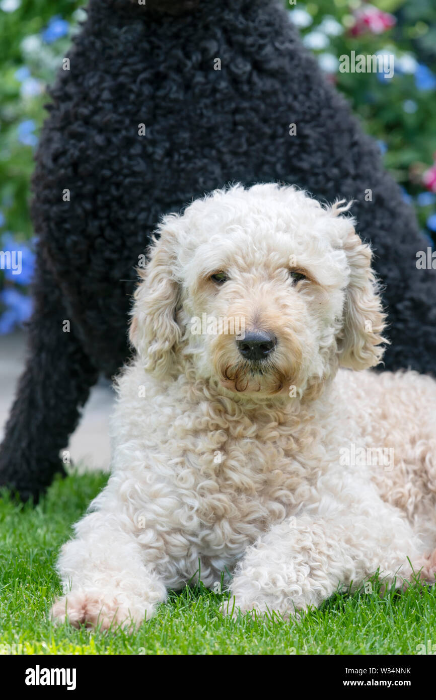Apricot Labradoodle lying down and facing directly at the camera with the part obscured body of a black Labradoodle behind Stock Photo