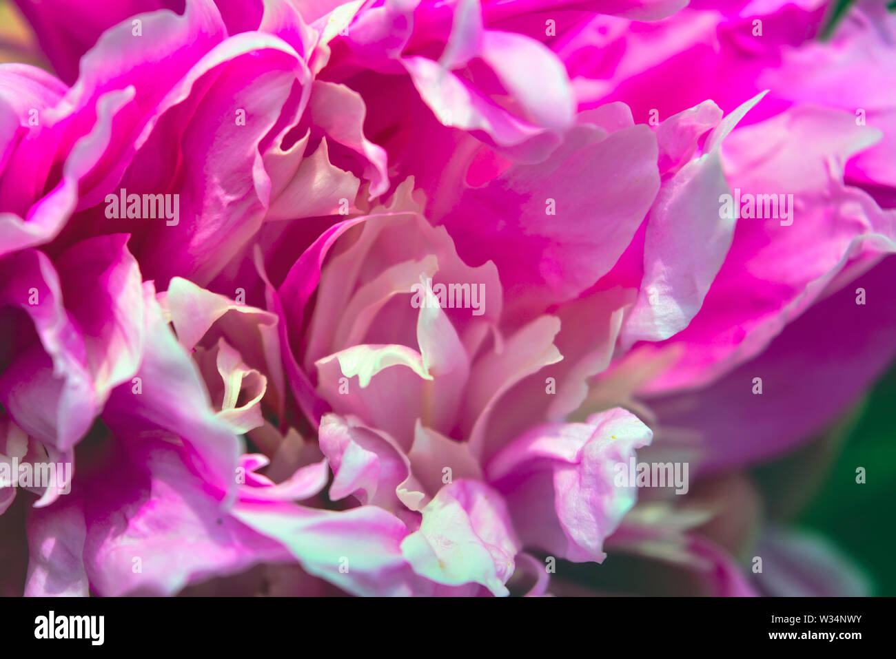Pink peony flower. Paeonia lactiflora is a species of herbaceous perennial flowering plant in the family Paeoniaceae. Stock Photo