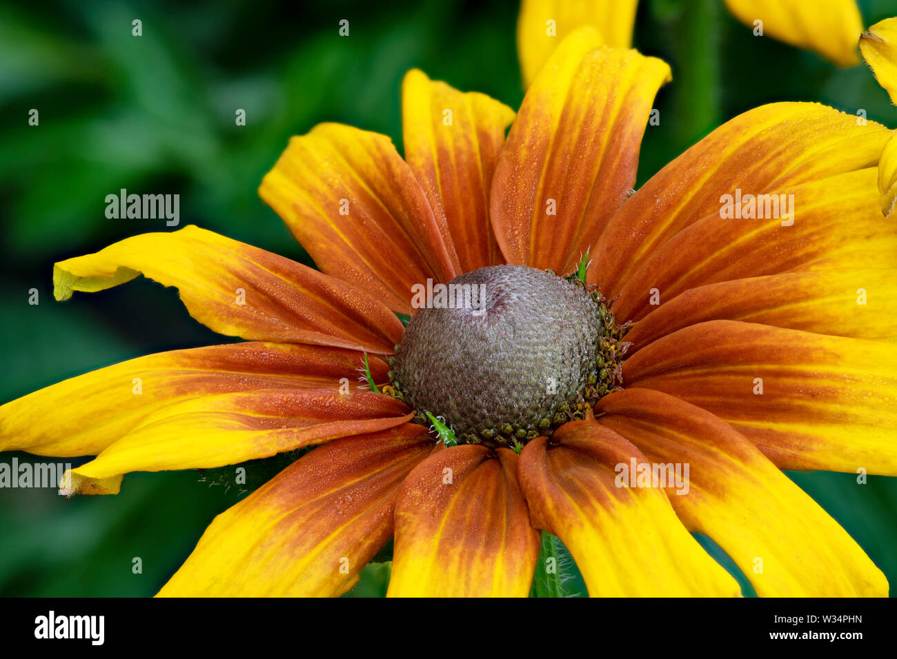 Attractive flower head hires stock photography and images Alamy