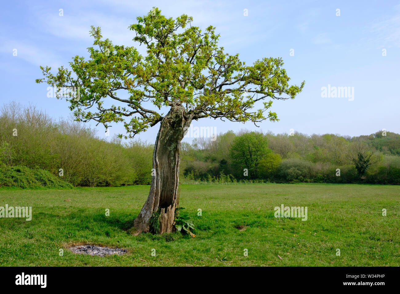 Oak tree at Greencastle Wood Carmarthen Carmarthenshire Wales Stock Photo