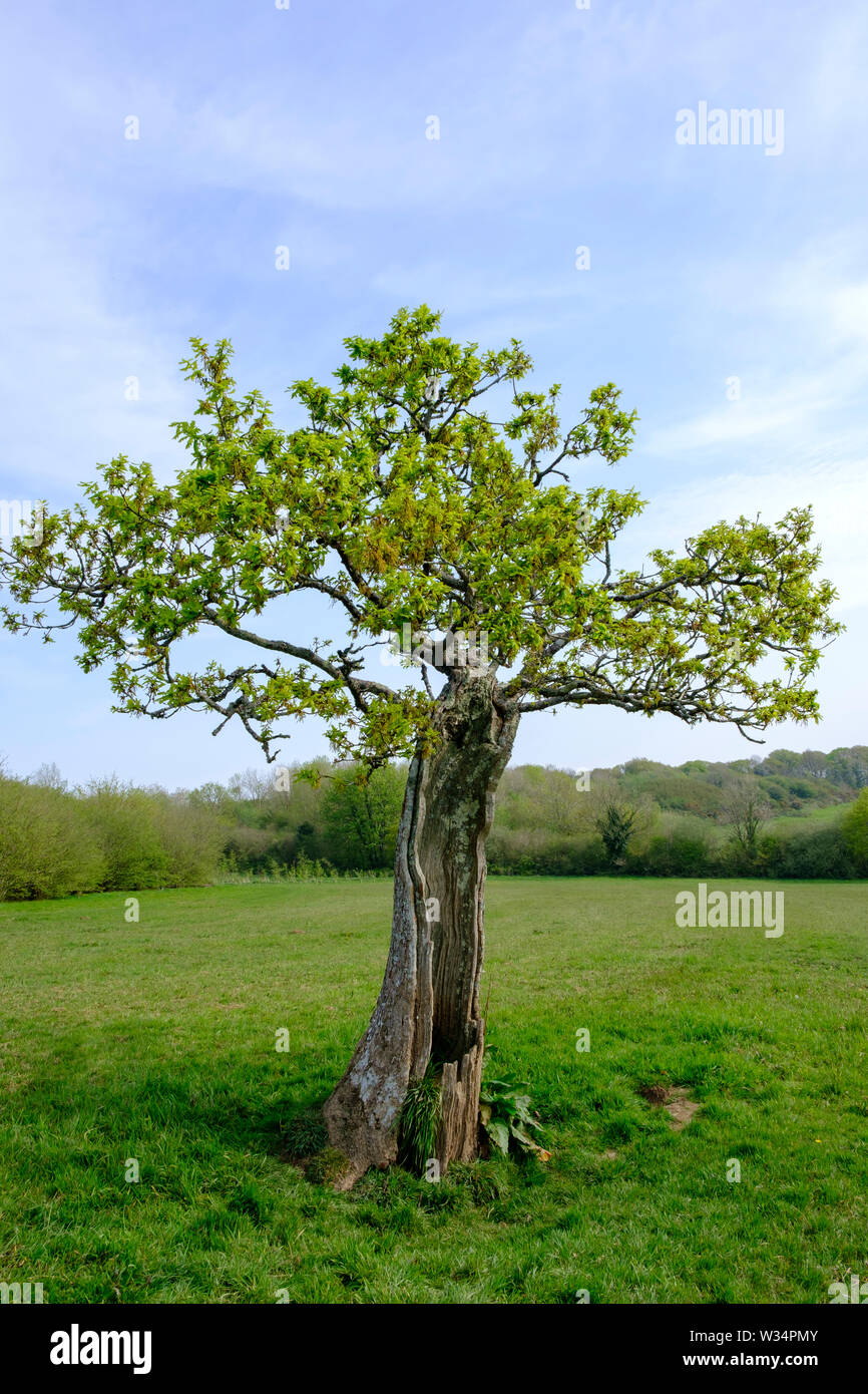 Oak tree at Greencastle Wood Carmarthen Carmarthenshire Wales Stock Photo