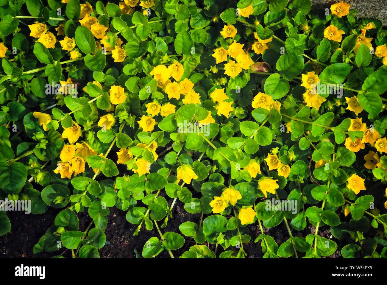 Moneywort, Lysimachia nummularia, Goldilocks plants and yellow flowers lie on sundstone in the garden. Perennial herb with creeping shoots. Stock Photo