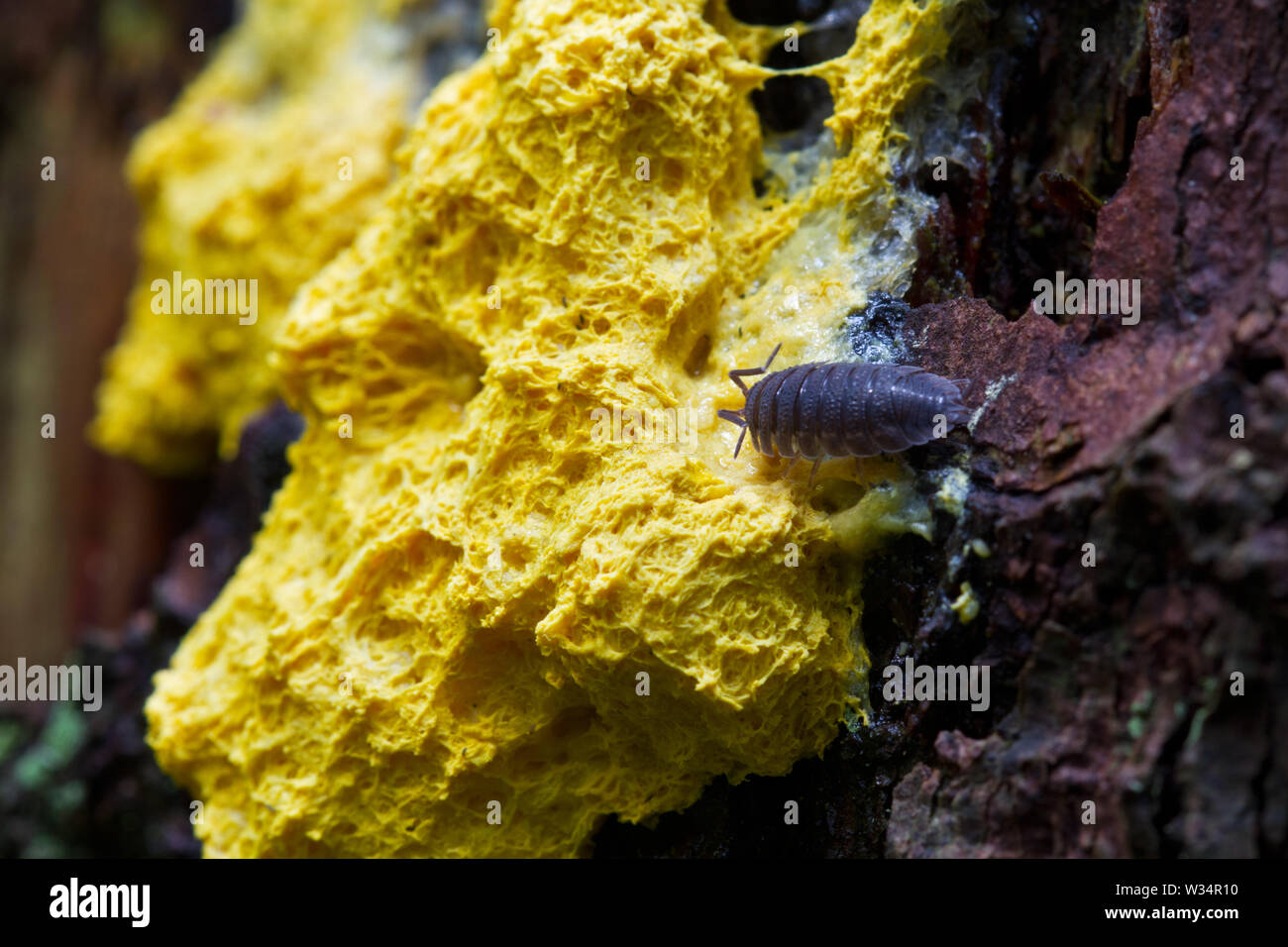 Common rough woodlouse eating Scrambled egg slime, a yellow slime mold. Stock Photo