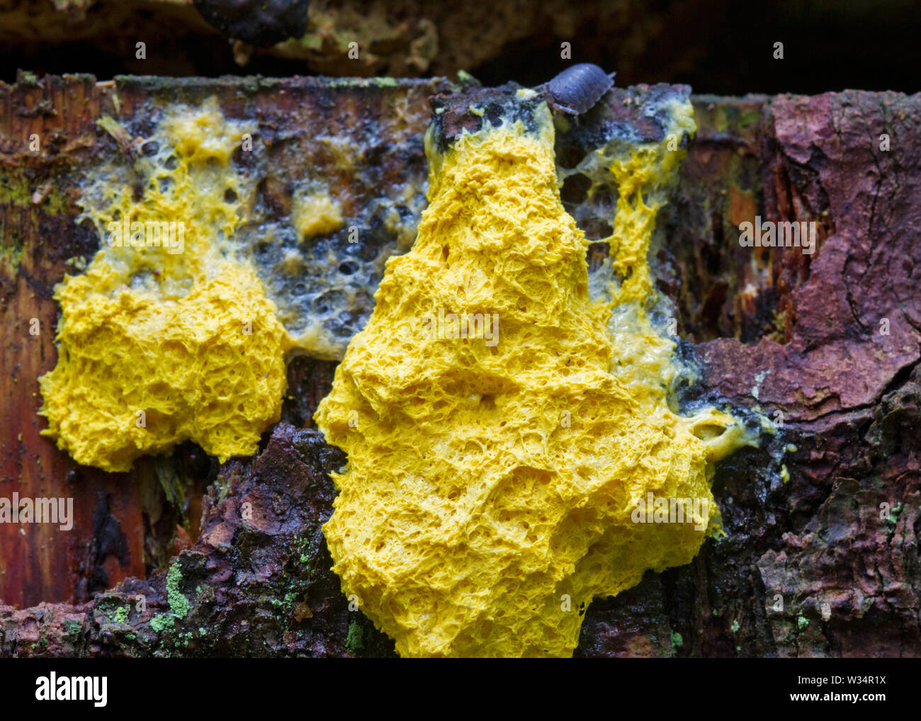 Common rough woodlouse eating Scrambled egg slime, a yellow slime mold. Stock Photo