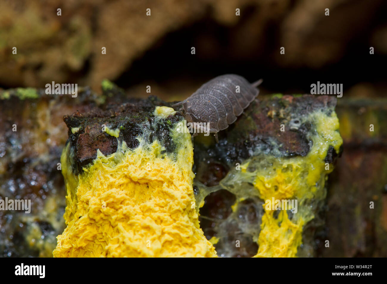 Common rough woodlouse eating Scrambled egg slime, a yellow slime mold. Stock Photo