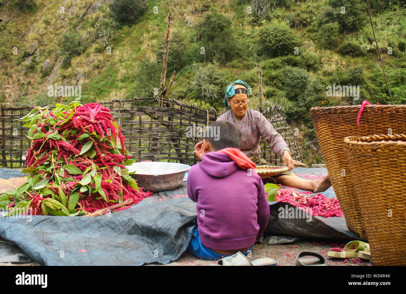 Harvesting crops in mountain region. Local life but hard one. Source of income and living. Stock Photo