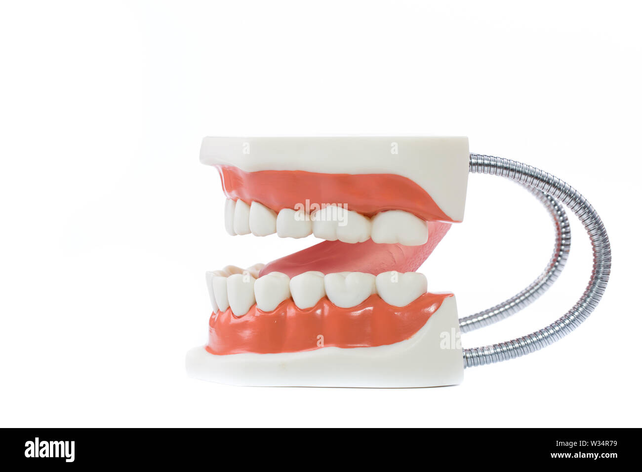 dental model,teeth model on white background. Stock Photo