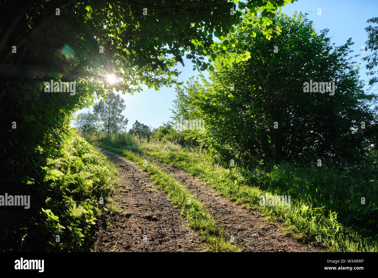 The way forward into the evening sun: Beautiful evening landscape shot with a diminishing gravel road surrounded by green nature Stock Photo