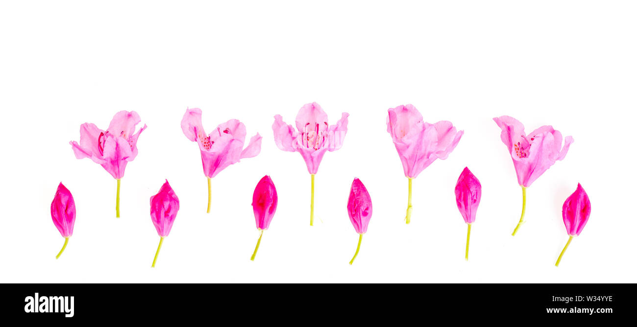 Pink small flowers and buds isolated on white background. Studio Photo Stock Photo